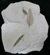 Three Different Fossil Leaves - Utah #29196-1